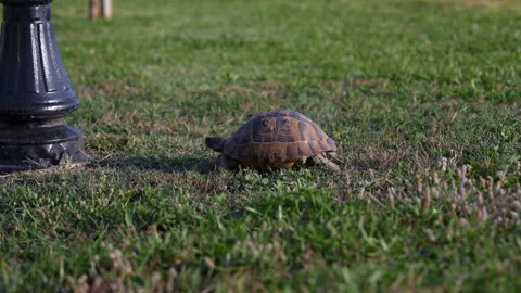 Turtle in the park on the grass Stock Footage 310826435