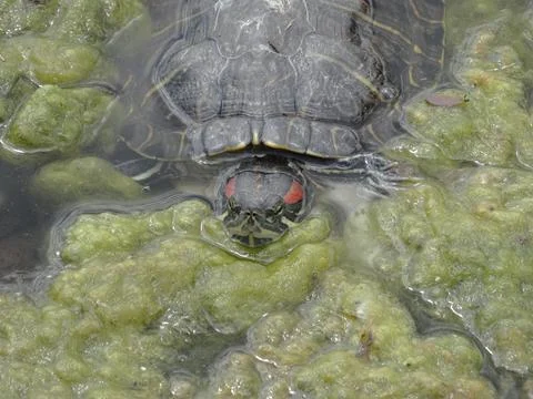 A turtle, partially submerged, with a patterned shell and open mouth, swimmin Stock Photos