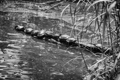 Turtle party Stock Photos