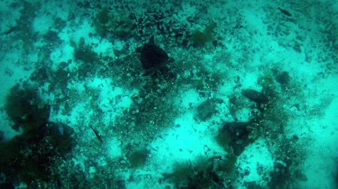 Turtle passing in the bottom of the sea Stock Footage 39767005