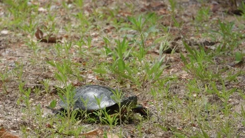 Turtle Patrols Beachline Soil Evaluating Nest Conditions Video stock 325634260