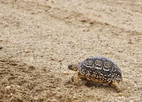 Turtle with patterned black and brown shell walking in wet sand Stock Photos