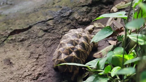 Turtle With Patterned Shell Walking In The Jungle Stock Footage 259653776
