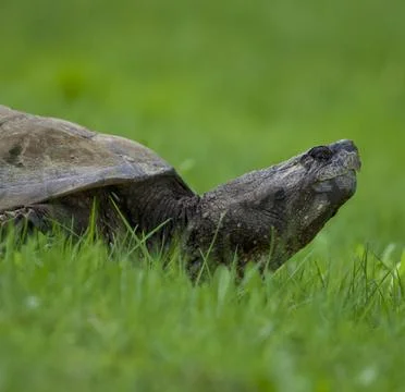 Turtle pause 库存照片