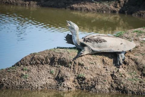 A turtle is peacefully resting on a boulder by the waters edge, Sariska Tig.. Stock Photos