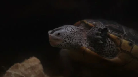 Turtle peeking it's head above water Stock Footage 7765377