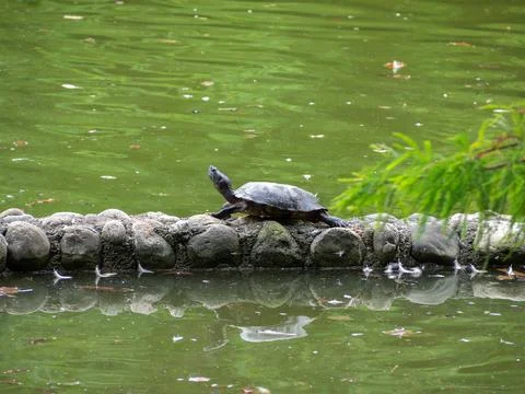 A turtle perched on a wall in the lake Stock Photos