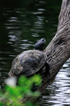 Turtle perching on tree trunk in lake of forest park, selective focus Stock Photos