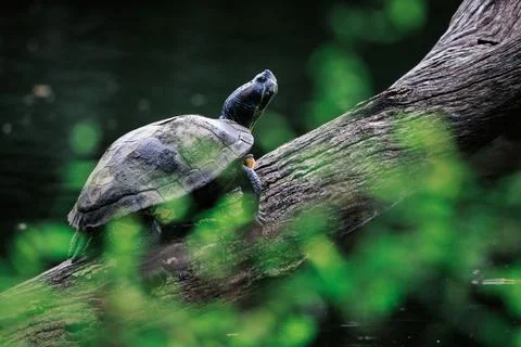 Turtle perching on tree trunk in lake of forest park, selective focus Stock Photos