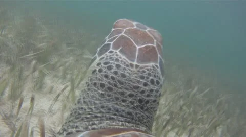 Turtle Perspective  Stock Footage 10908596