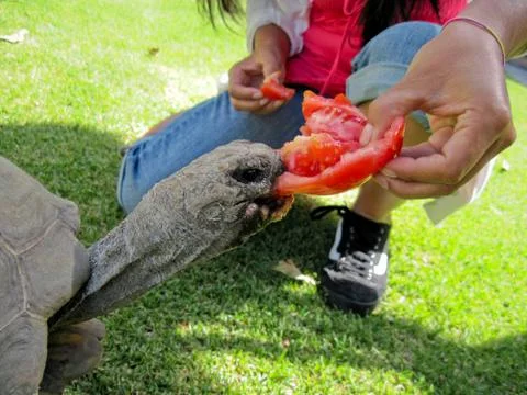 Turtle Stock Photos