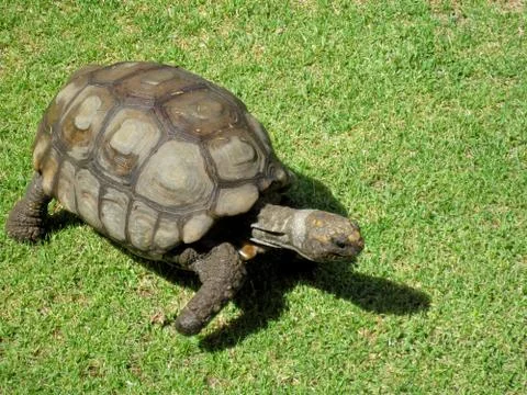 Turtle Stock Photos