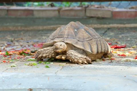 Turtle Stock Photos