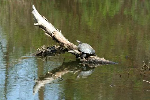 Turtle Foto stock