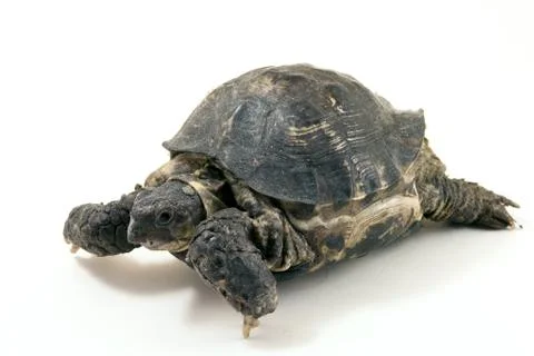 Turtle 스톡 사진