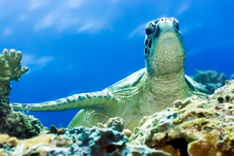 Turtle Stock Photos