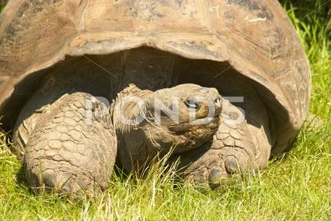 Turtle Stock Photos