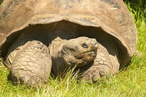 Turtle Stock Photos