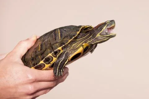 Turtle Stock Photos