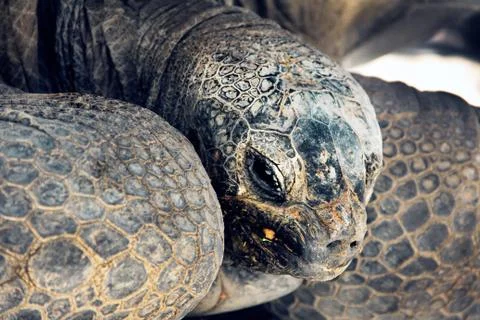 Turtle Stock Photos