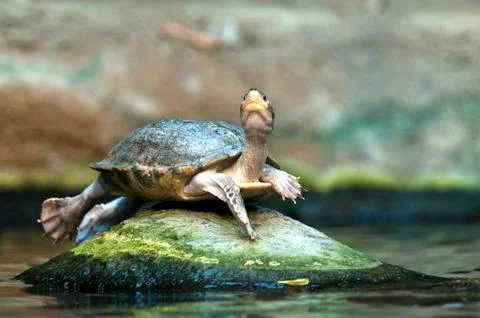 Turtle Stock Photos