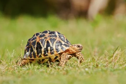 Turtle Stock Photos
