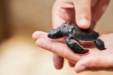 Turtle Stock Photos