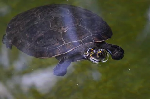 Turtle Stock Photos