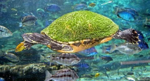Turtle Stock Photos