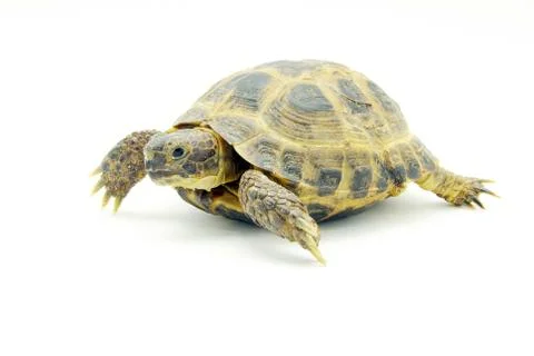 Turtle Foto stock