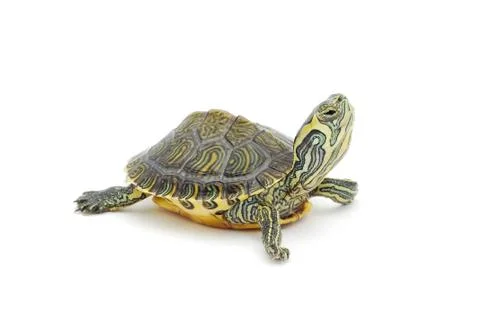 Turtle Stock Photos