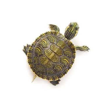 Turtle Stock Photos