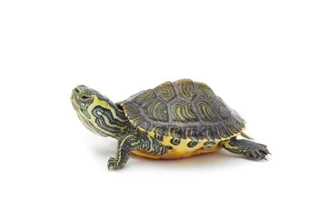 Turtle Stock Photos