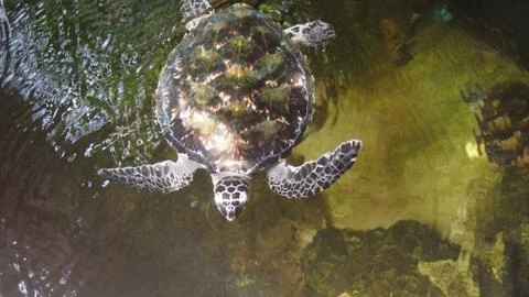 Turtle Stock Photos