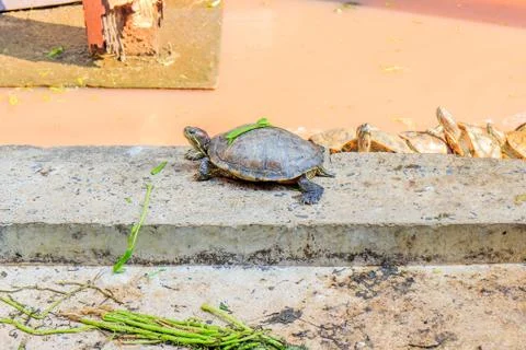 Turtle Foto stock
