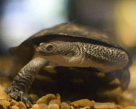 Turtle Stock Photos