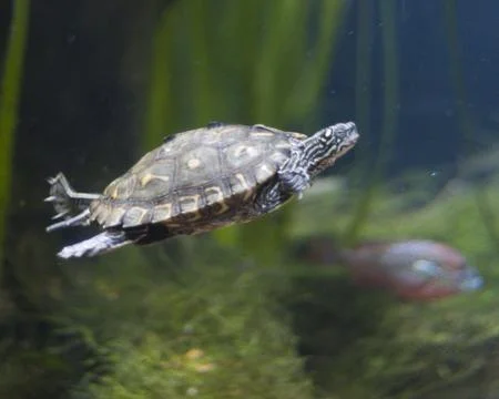 Turtle Stock Photos