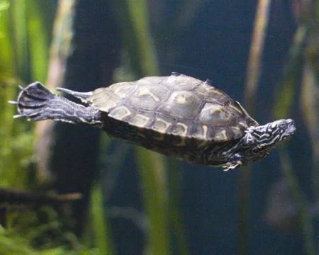 Turtle Stock Photos