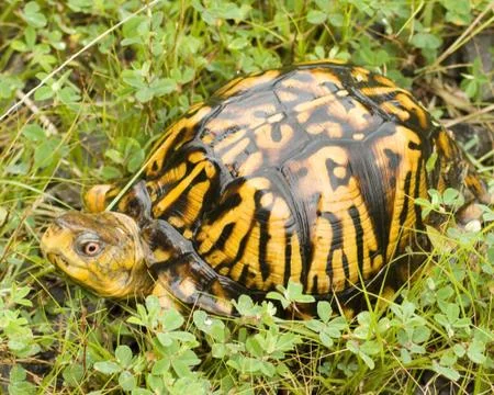 Turtle Stock Photos