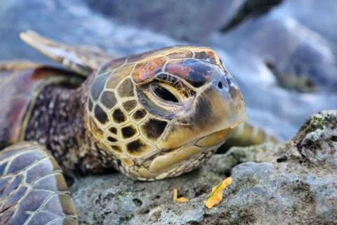 Turtle Stock Photos