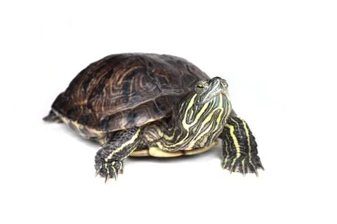 Turtle Stock-Fotos