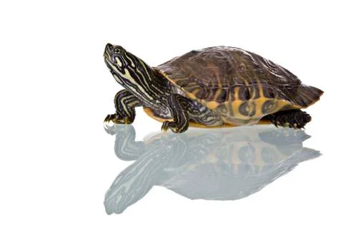 Turtle Stock Photos