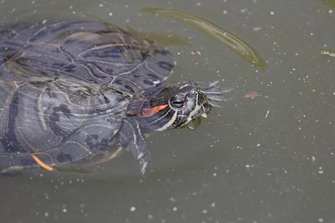 Turtle Stock Photos