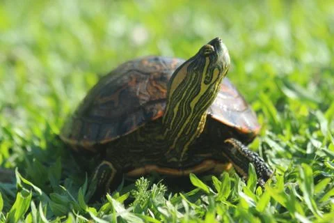 Turtle Stock Photos
