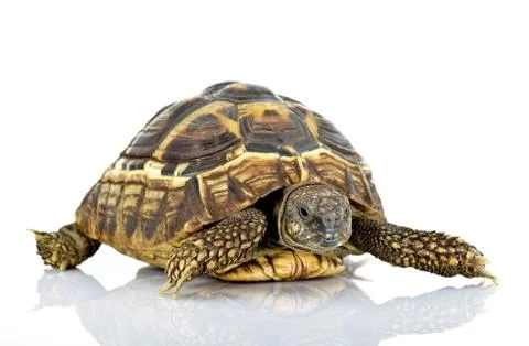 Turtle Stock Photos