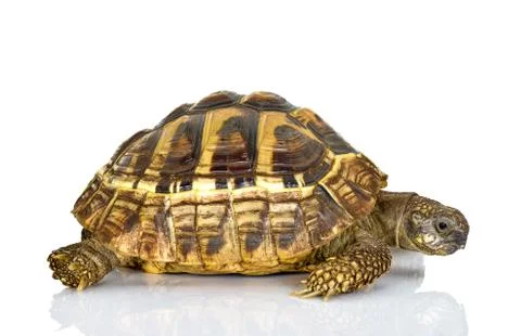 Turtle Stock Photos