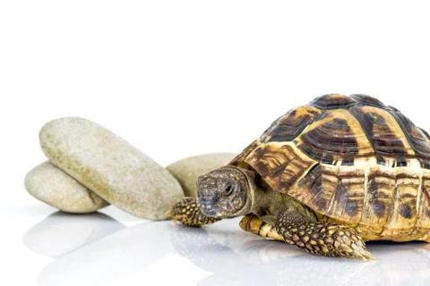Turtle Stock Photos