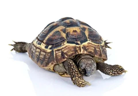 Turtle Stock Photos