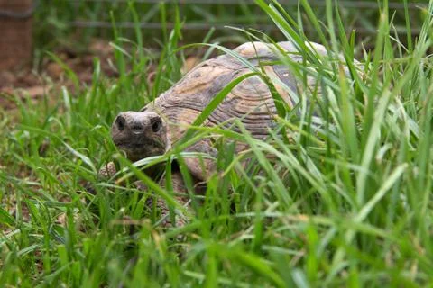 Turtle Stock Photos