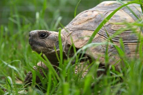 Turtle Stock Photos